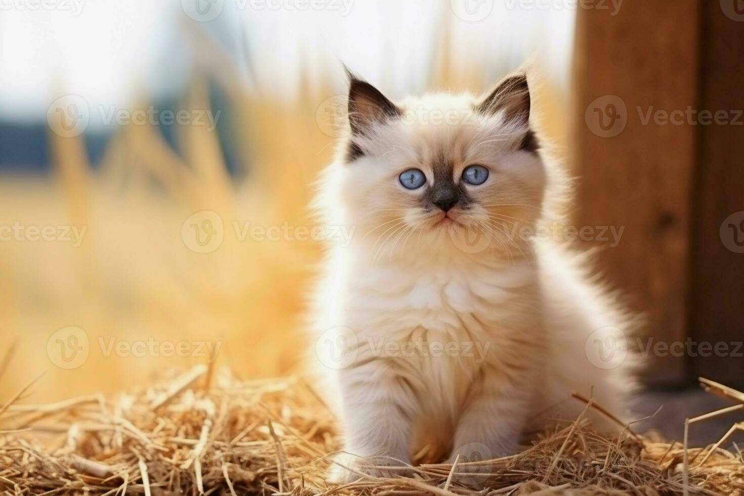 schattig katje in weinig boerderij. katje met grappig kijken foto