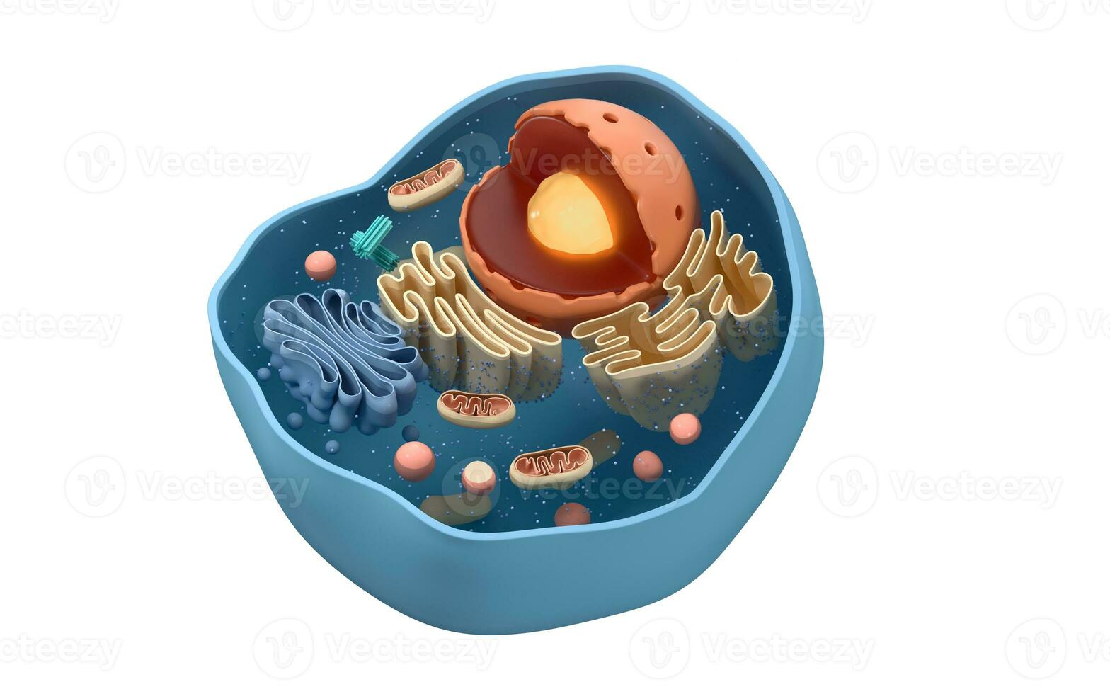 intern structuur van een dier cel, 3d weergave. sectie visie. foto