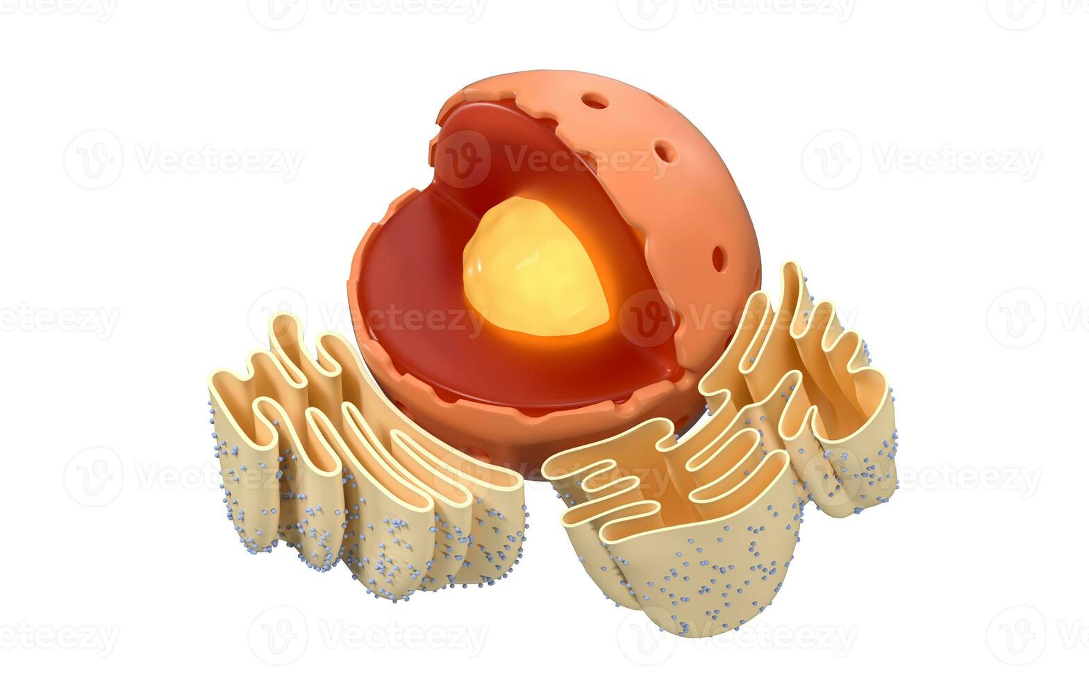 structuur van nucleair en endoplasmatisch reticulum in een dier cel, 3d weergave. sectie visie. foto