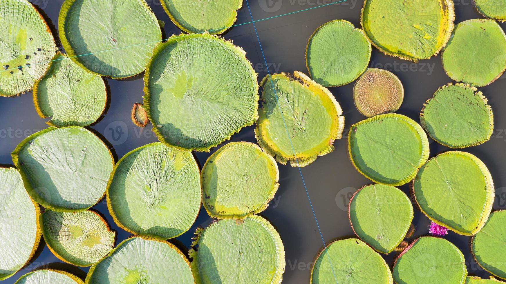 luchtfoto bovenaanzicht van victoria waterlelies foto