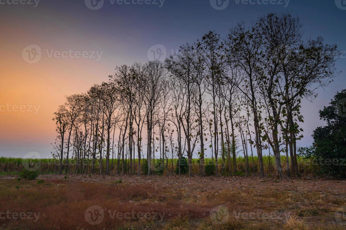 silhouet van een rij bomen bij zonsondergang op het platteland foto