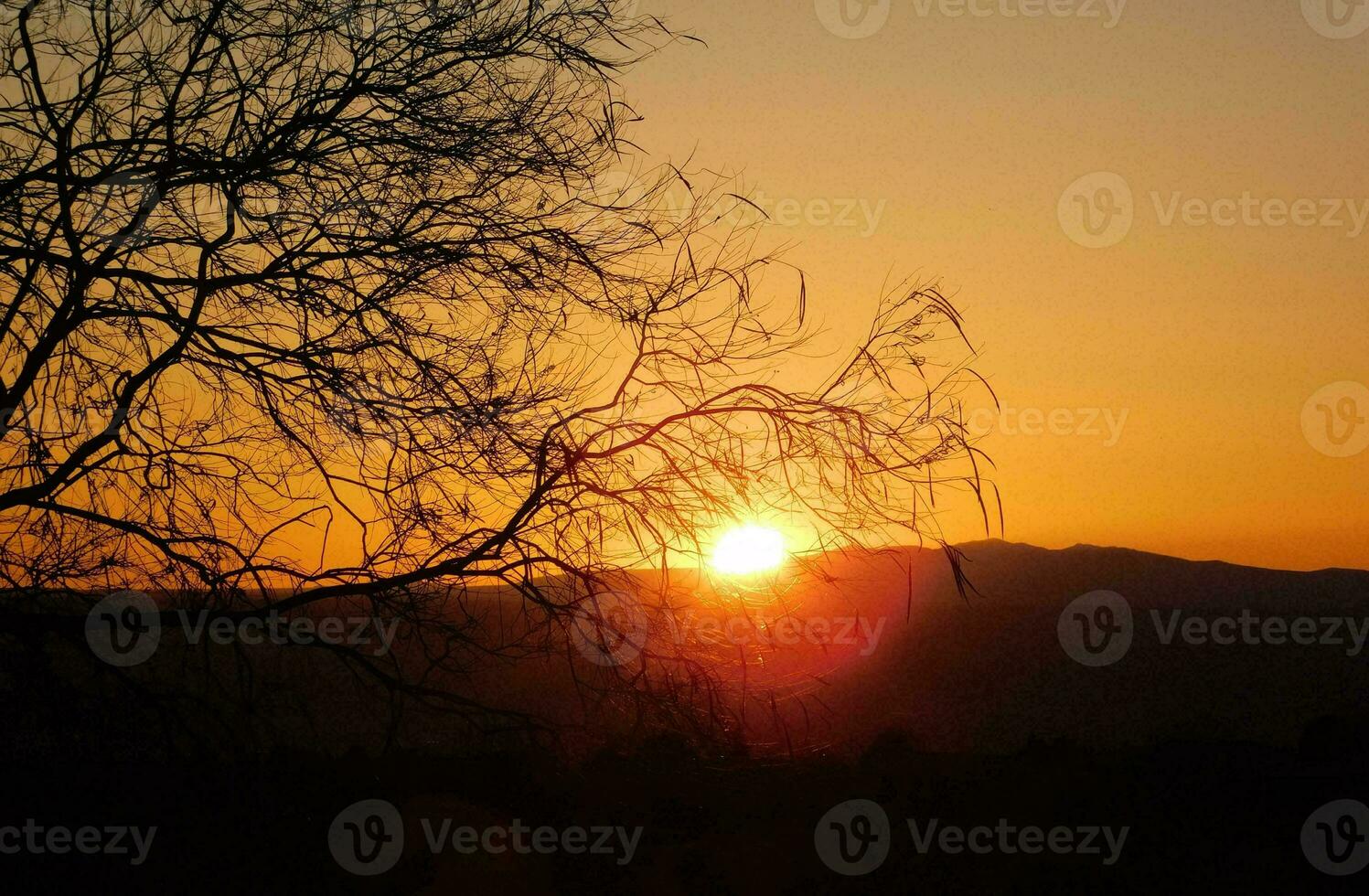 tropisch zee zonsondergang boom lucht visie achtergrond foto