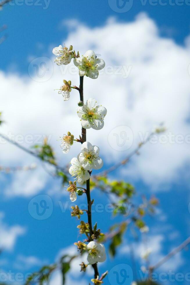 Chinese pruim, japans abrikoos, bloei wit bloem mooi Aan Afdeling foto