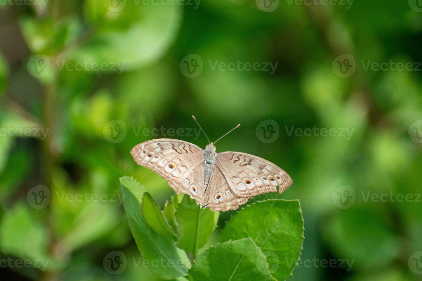 grijs viooltje vlinder met verspreiding Vleugels. junonia atlieten neergestreken Aan oorzaak trifolia blad foto