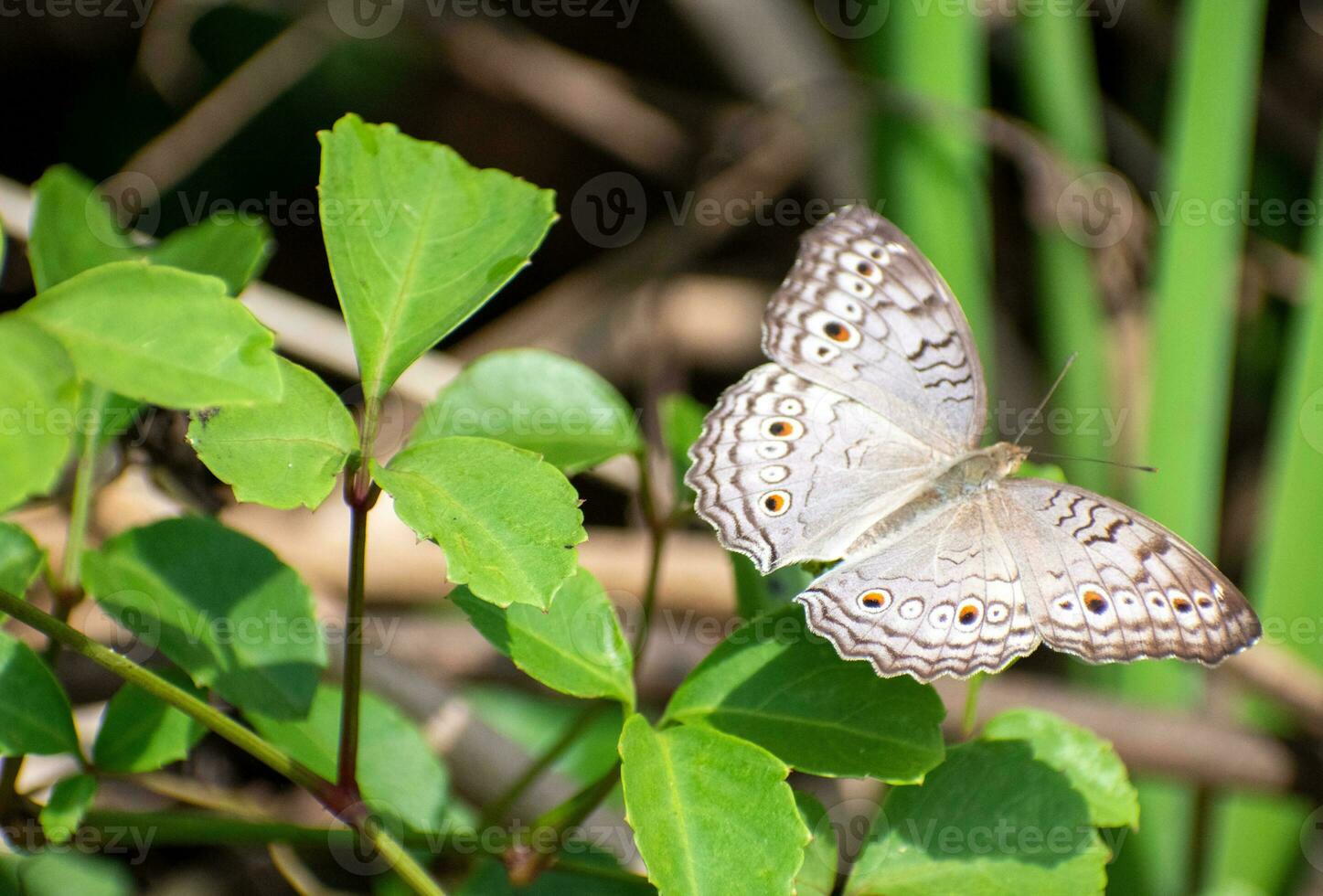 grijs viooltje vlinder neergestreken Aan oorzaak trifolia blad. mooi junonia atlieten vlinders foto