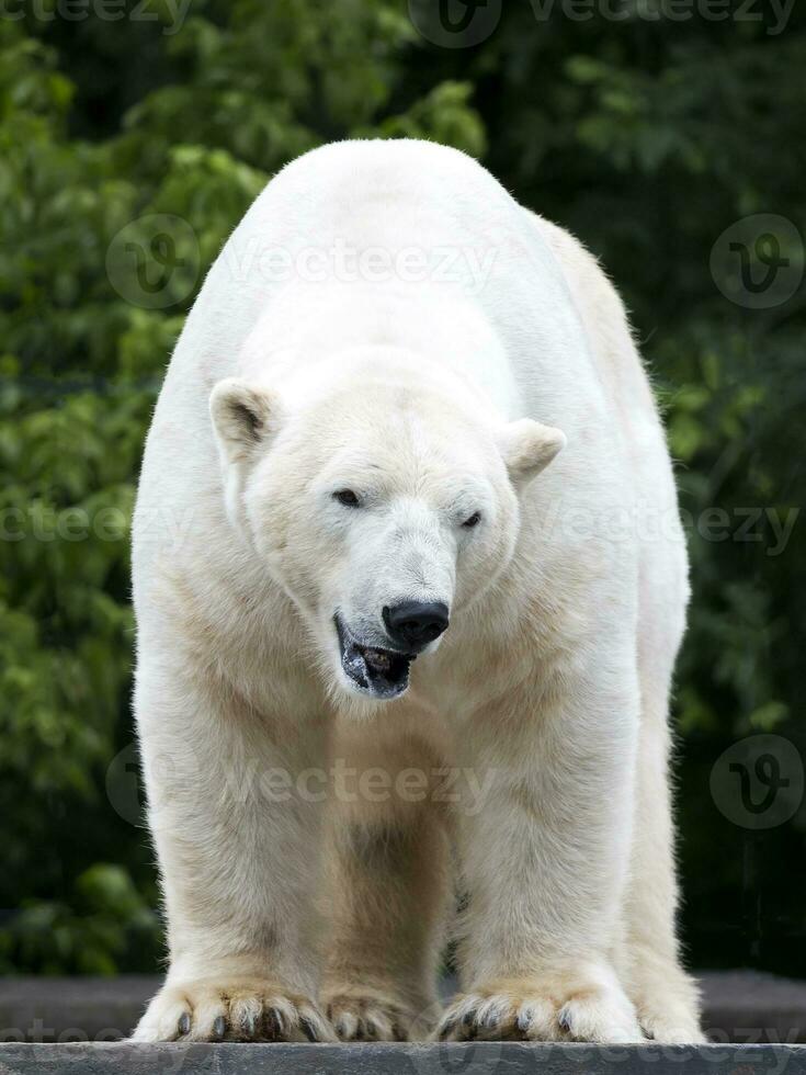 polair beer in de wild foto