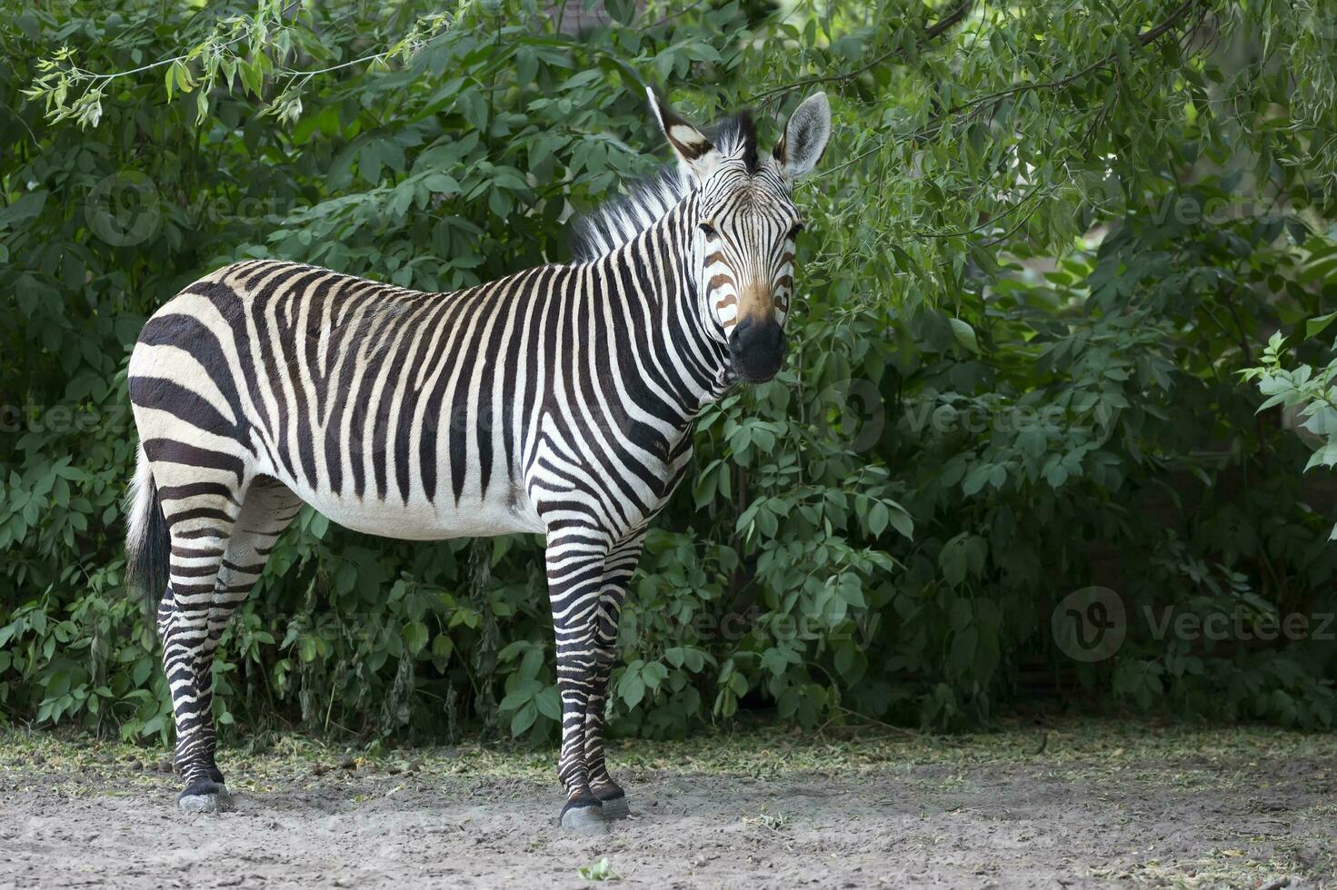 zebra in de opruimen foto