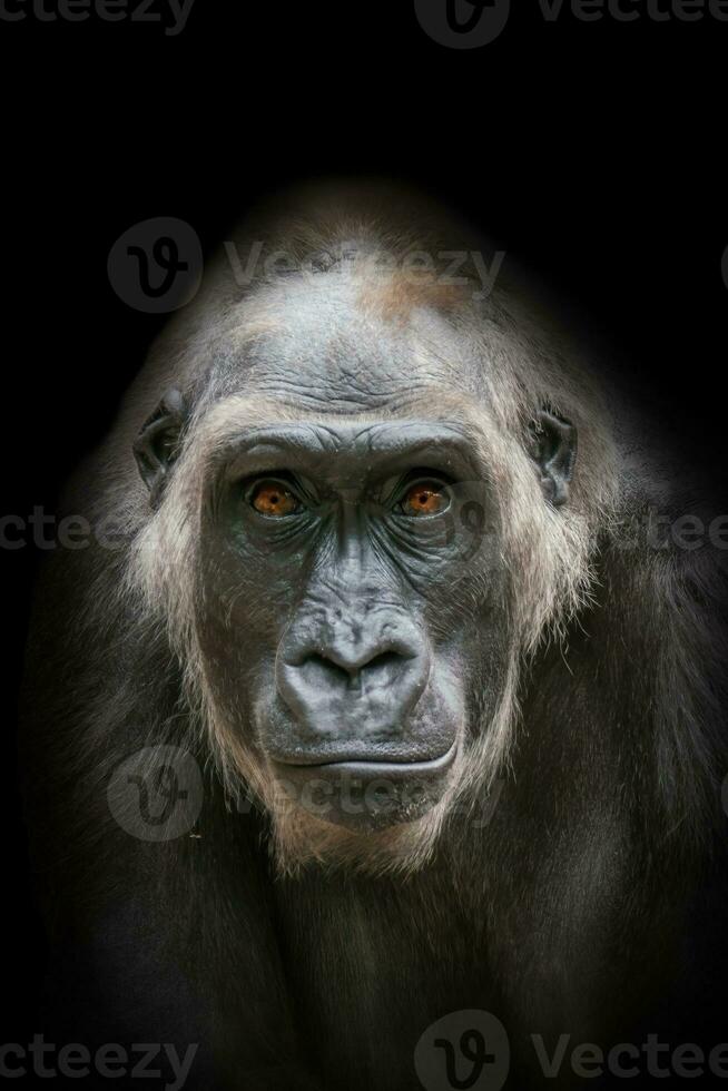 een portret van een volwassen vrouw gorilla foto
