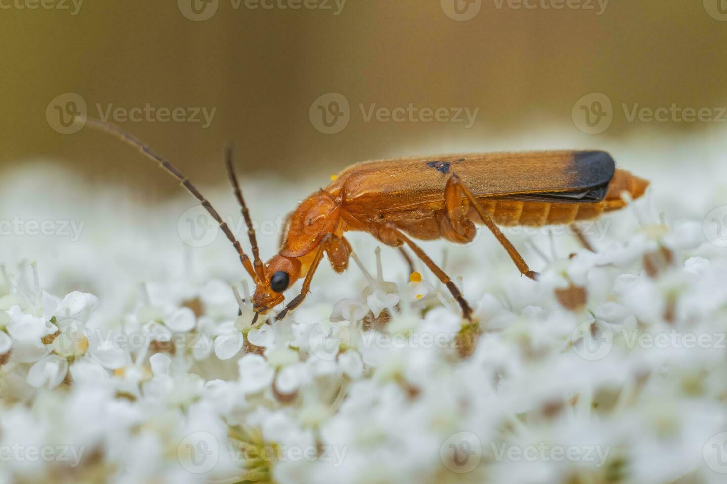 een rood soldaat kever zit Aan een wit bloem en zonnebaadt foto