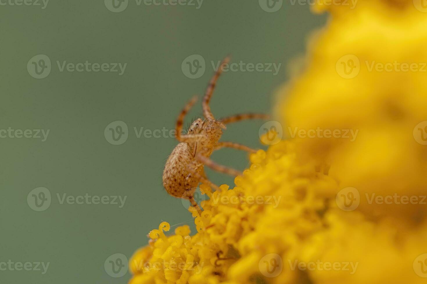 een geel pompoen spin camoufleert zelf Aan een geel bloeiend bloem foto