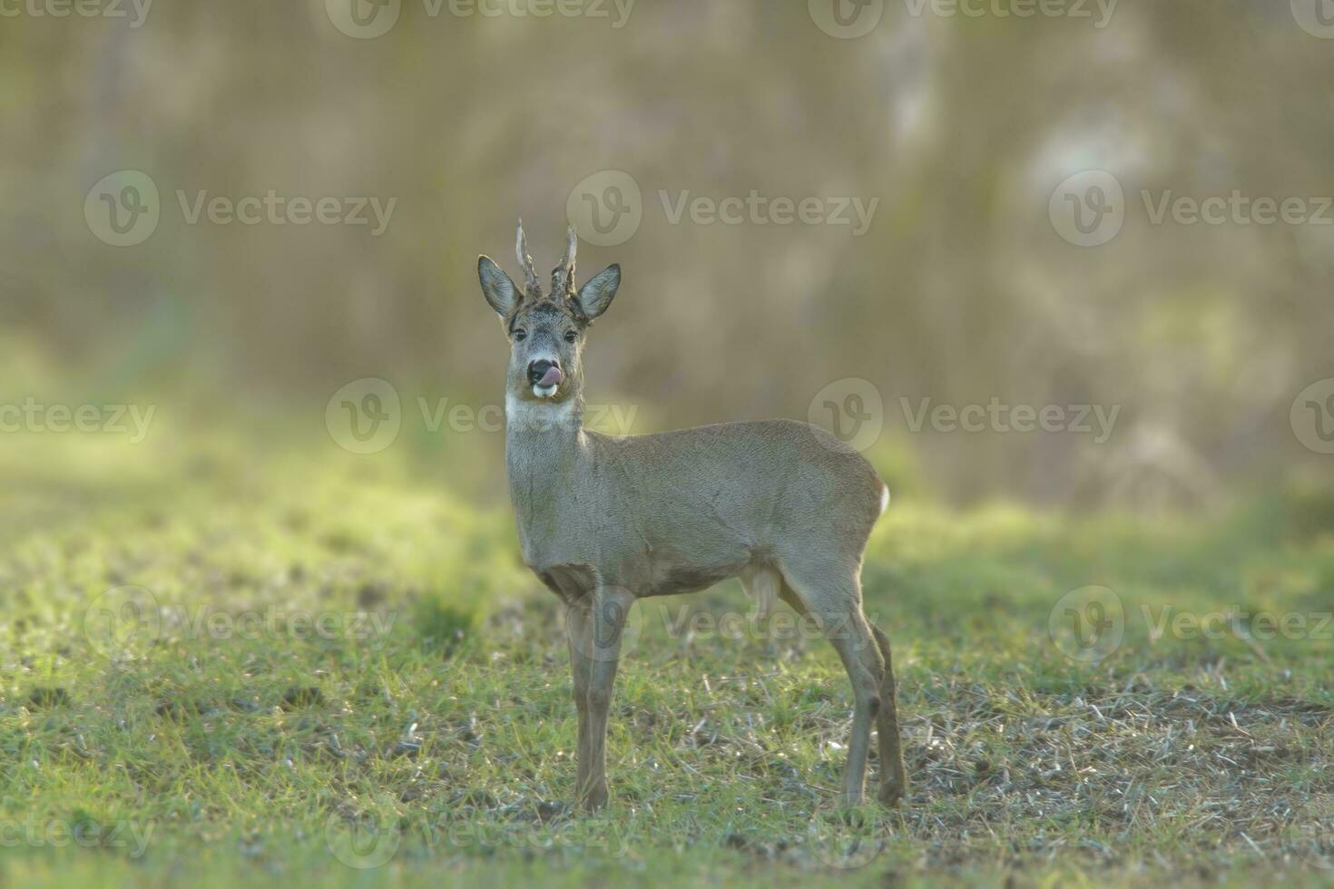 een ree hert buck capreolus capreolus staat Aan een groen weide en eet foto