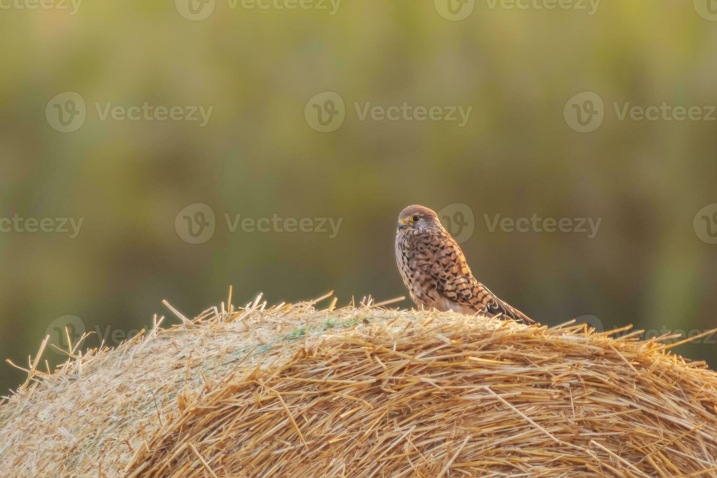 een vrouw torenvalk falco tinnunculus neergestreken Aan een baal van rietje scannen de veld- voor prooi foto