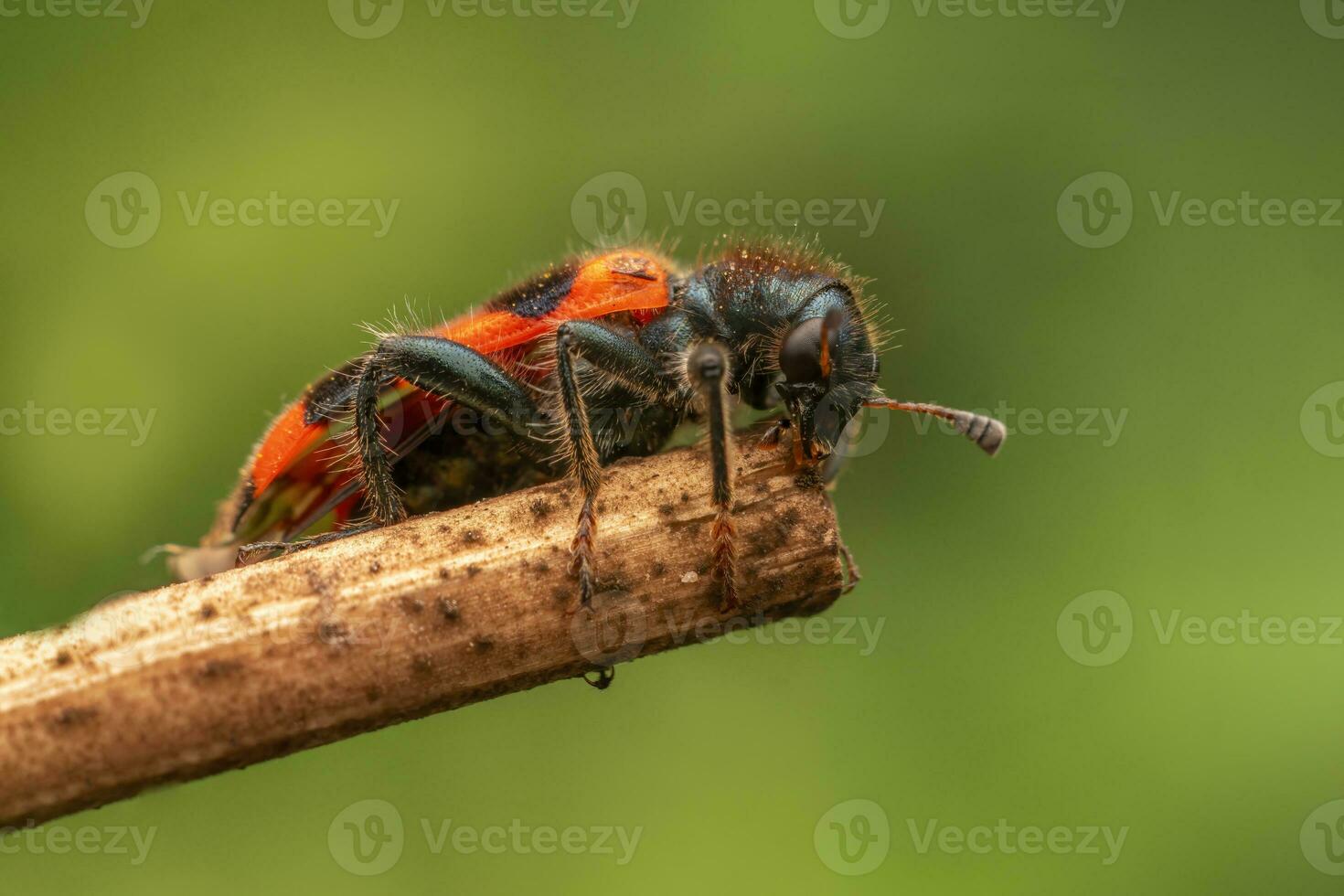 1 rood mier sac kever zit Aan een blad en zonnebaadt foto