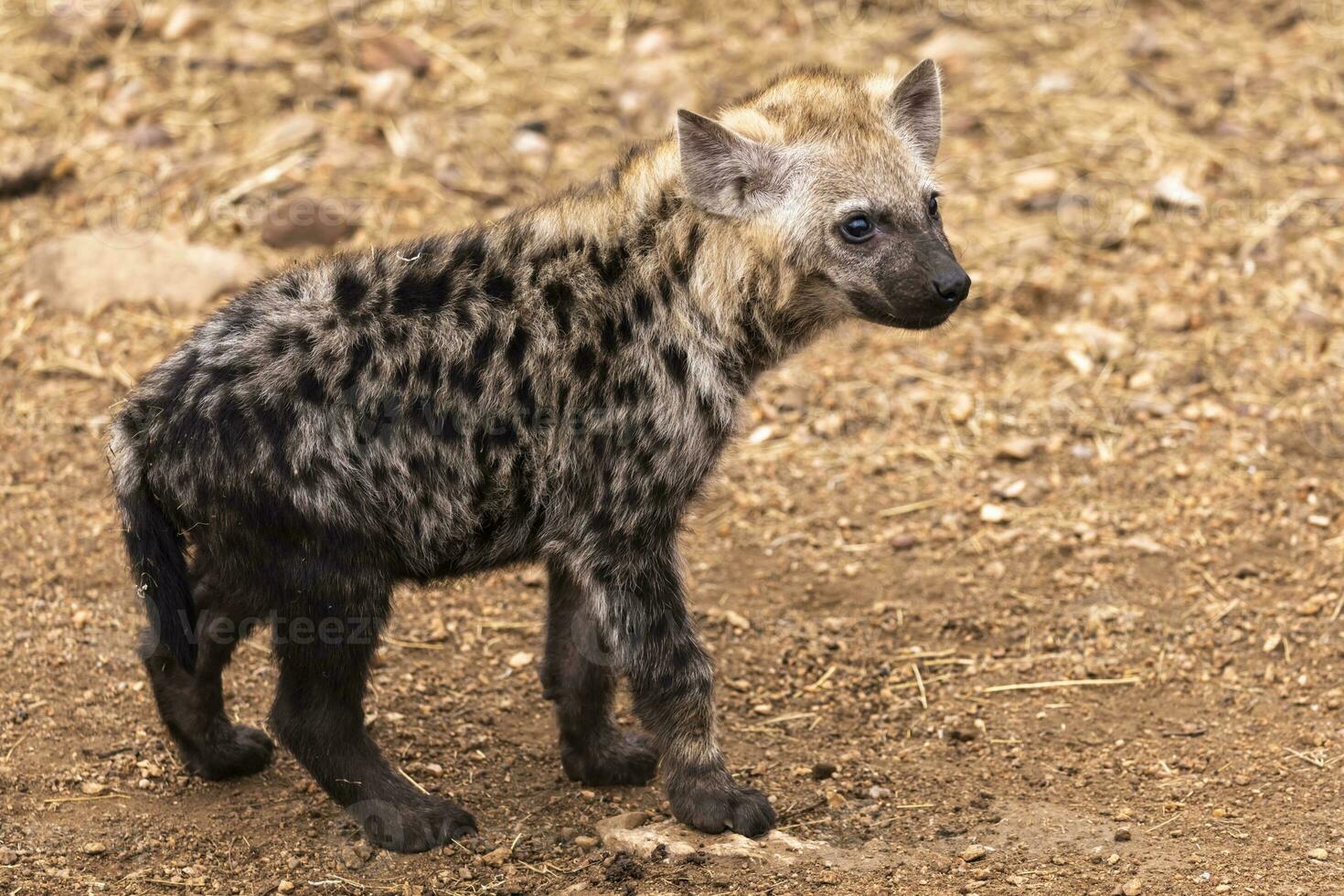 gevlekte hyena welp in Kruger np foto