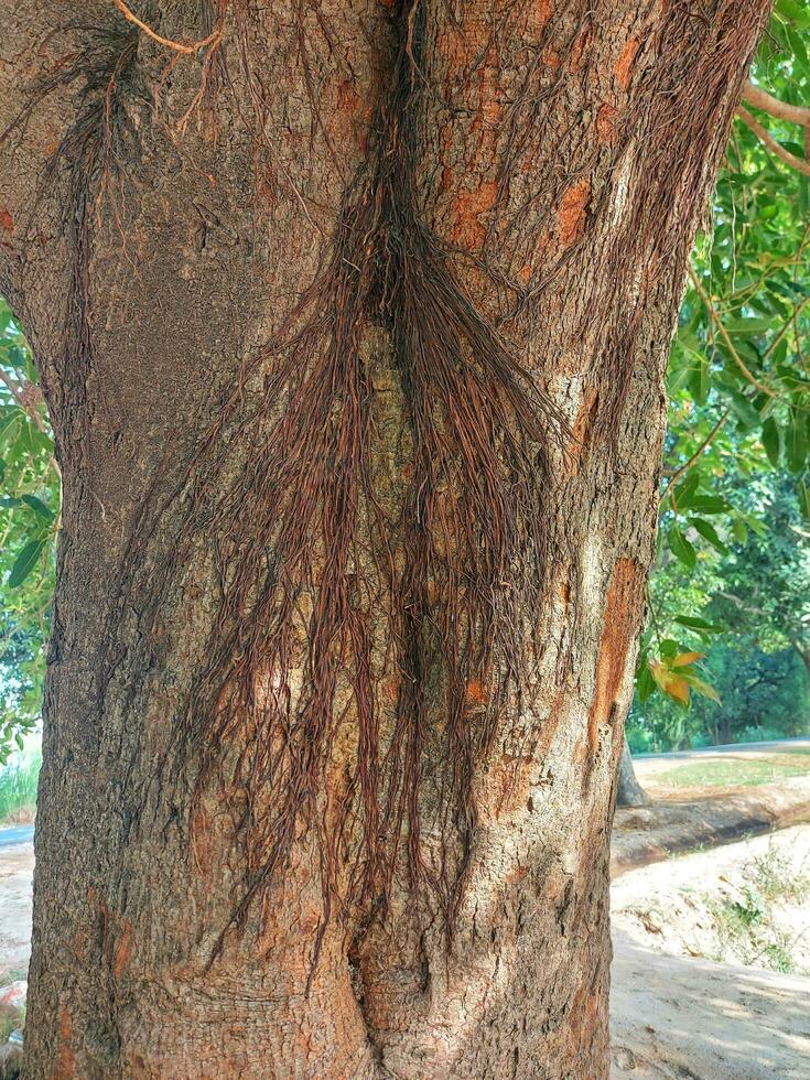 boom schors, stam van tamarinde boomwortels van tropisch lianen structuur ,parasitair wijnstokken, mycelium myceliaal koorden Aan boom stomp, ruw pijnboom schors boom, hout patroon, kruipend boom foto