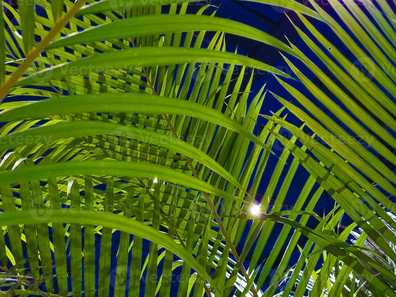 vers groen kokosnoot palm bladeren boom kromme vorm blauw kleur achtergrond. scherp bladeren fabriek tropisch fruit bomen in Thailand met kopiëren ruimte voor typen tekst. foto