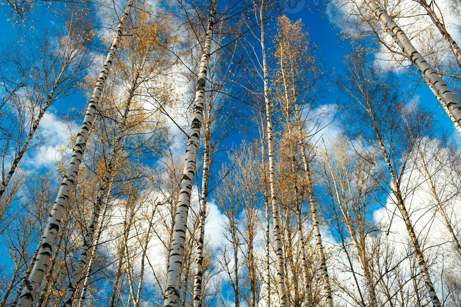 berk bomen tegen de blauw lucht. foto
