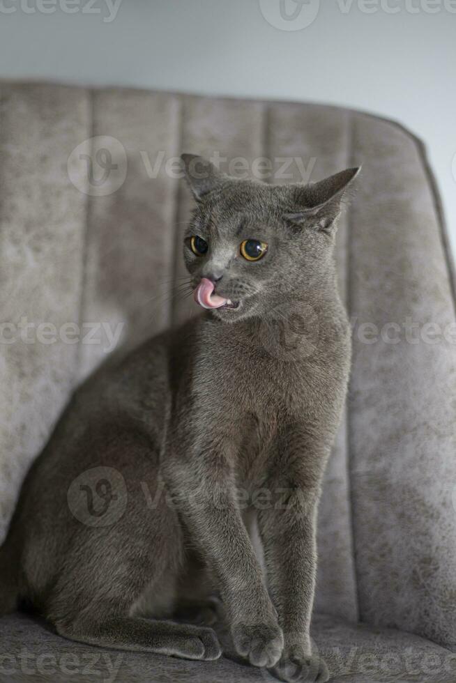 schattig roofdier kat likt haar tanden na aan het eten iets heel verrukkelijk. foto