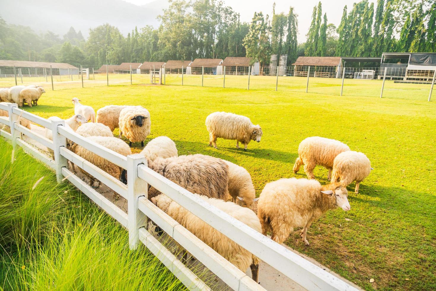 schapen op groen gras foto