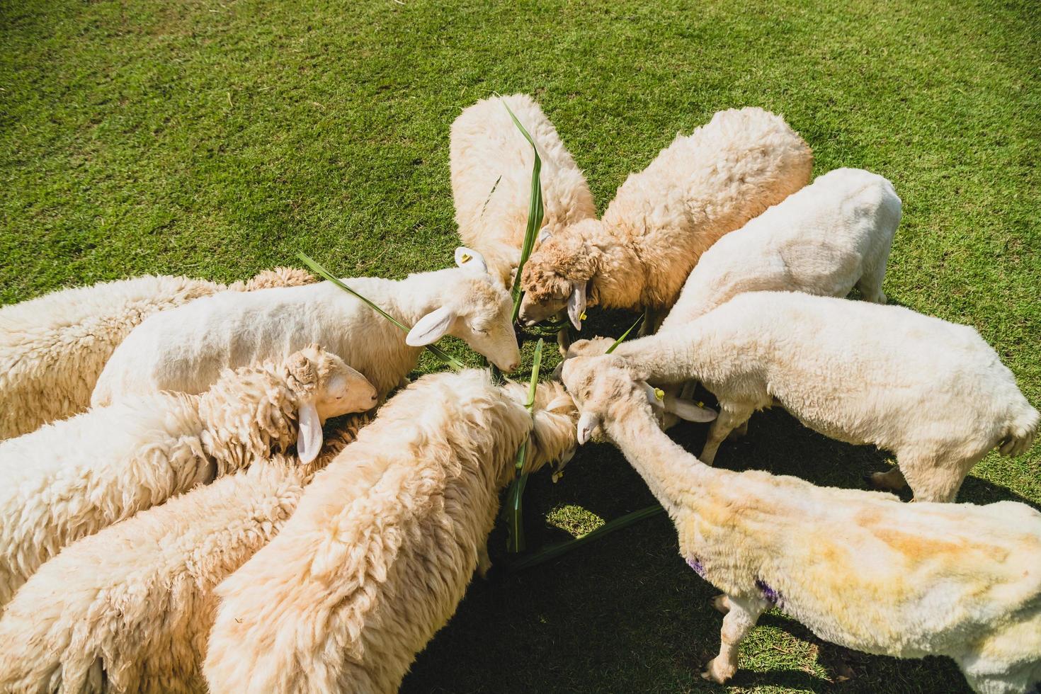 schapen op groen gras foto