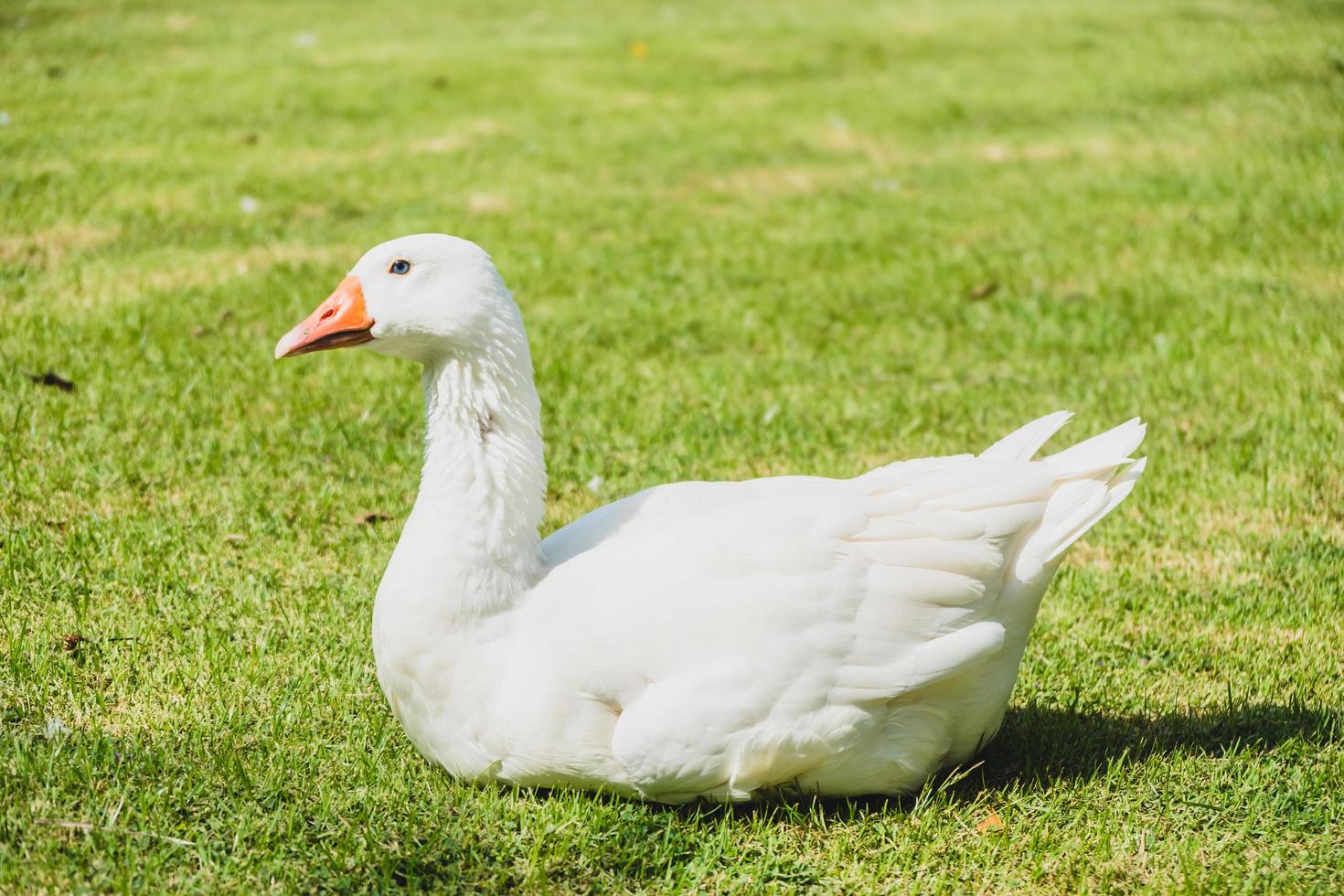 witte gans vogel foto