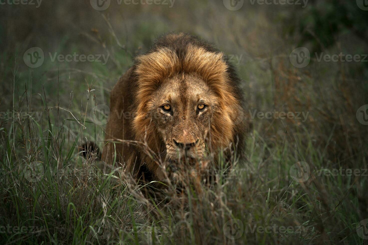 wild leeuw portret foto