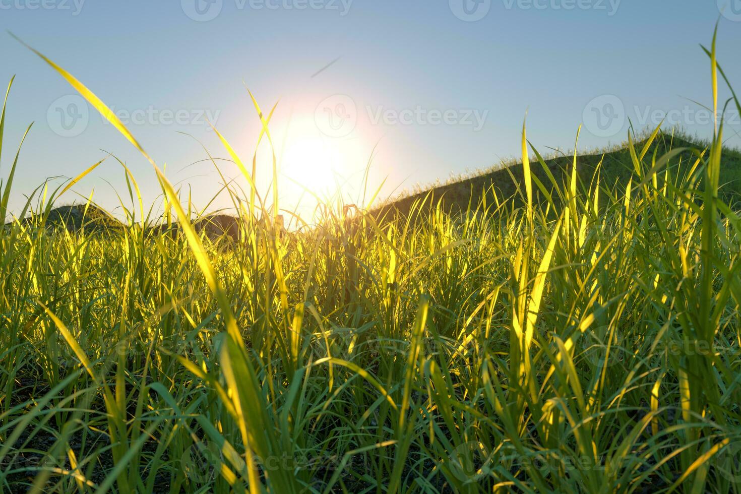 gras veld- en bergen met helder achtergrond,3d weergave. foto