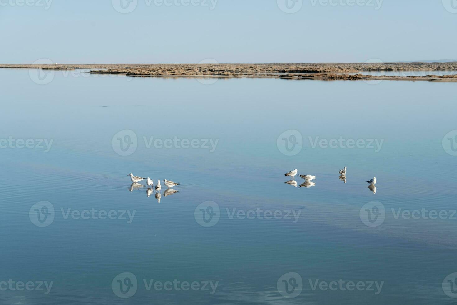 vogelstand in de schoon meer, natuurlijk landschap. foto