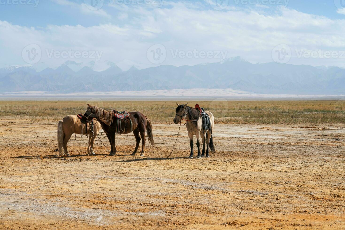 paarden Aan de natuurlijk grond, met bergen achter. foto