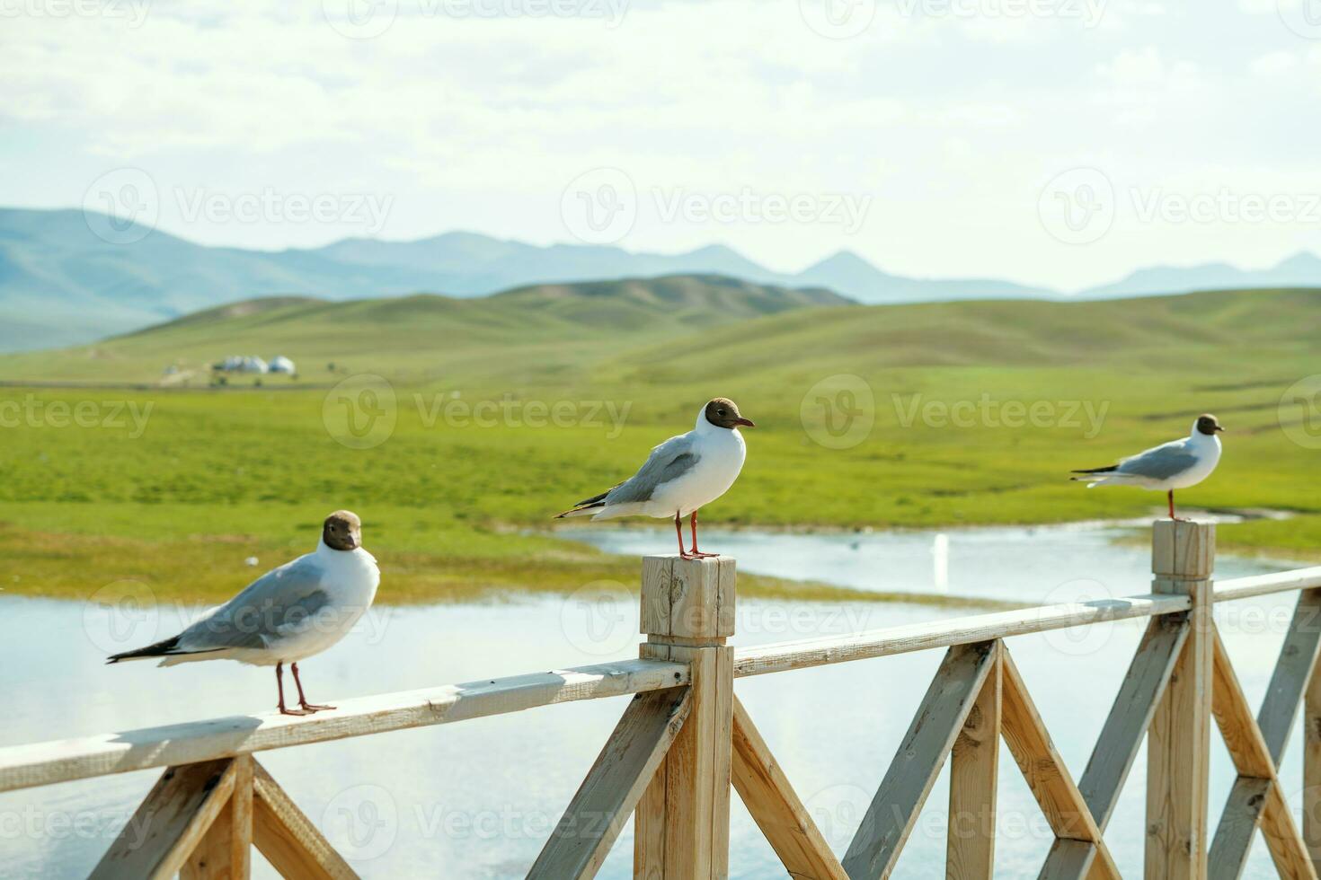 rivieren en vogelstand met enorm grasland. foto