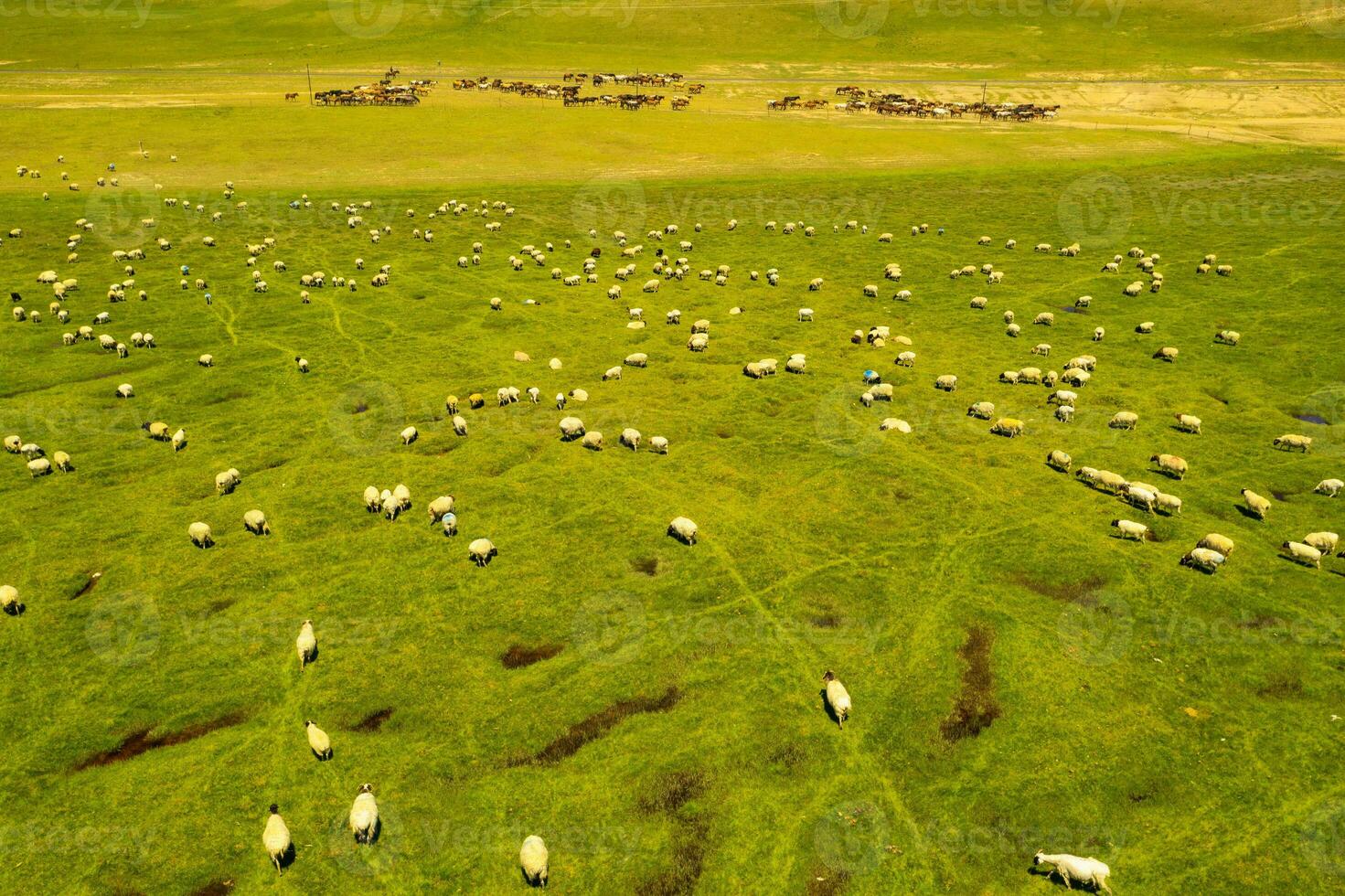 schapen Aan de prairie met blauw lucht. foto