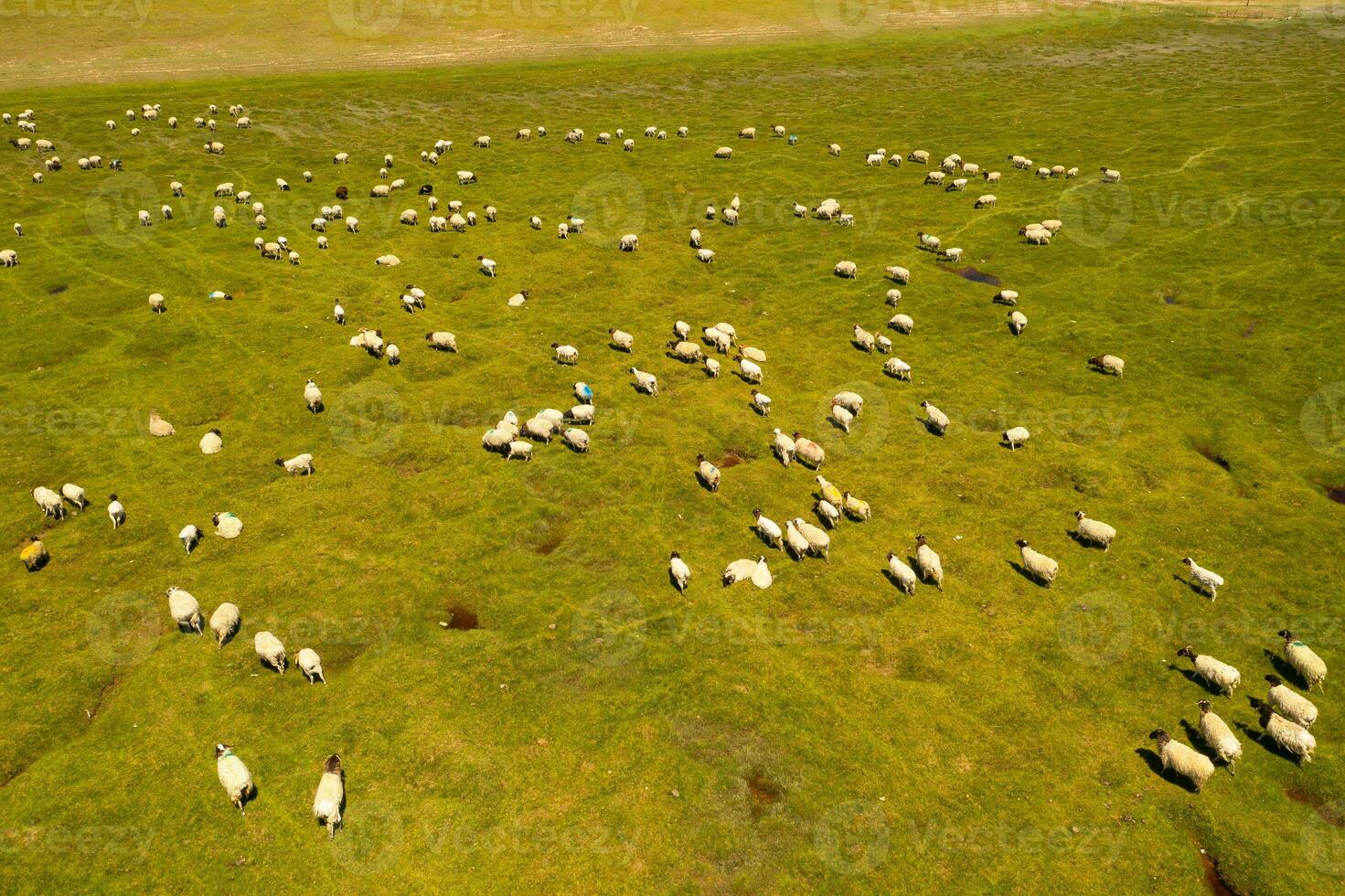 schapen Aan de prairie met blauw lucht. foto