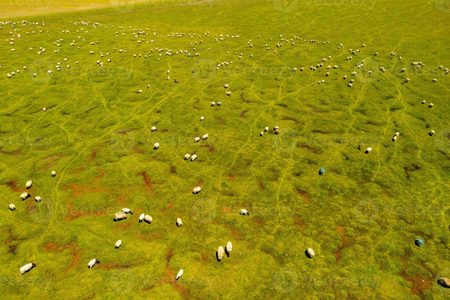 schapen Aan de prairie met blauw lucht. foto