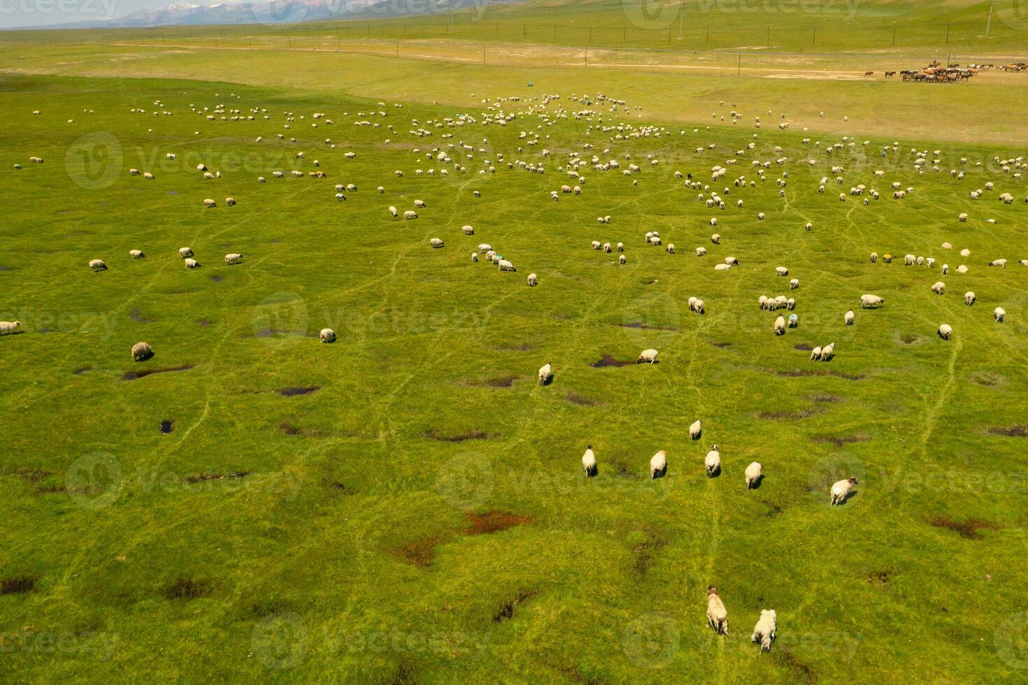 schapen Aan de prairie met blauw lucht. foto