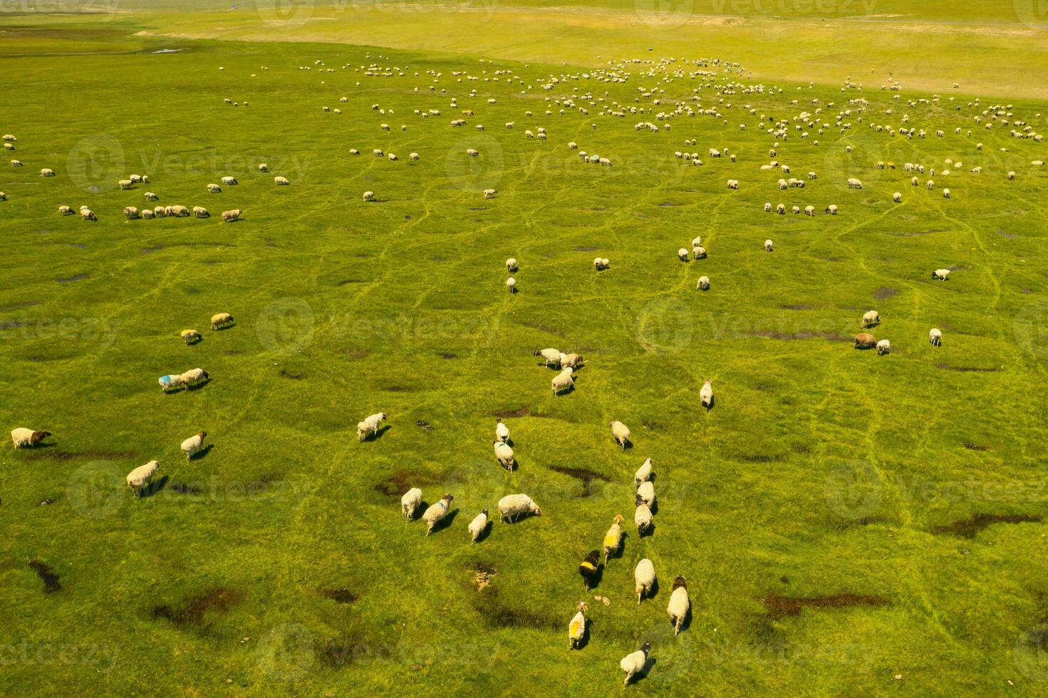 schapen Aan de prairie met blauw lucht. foto