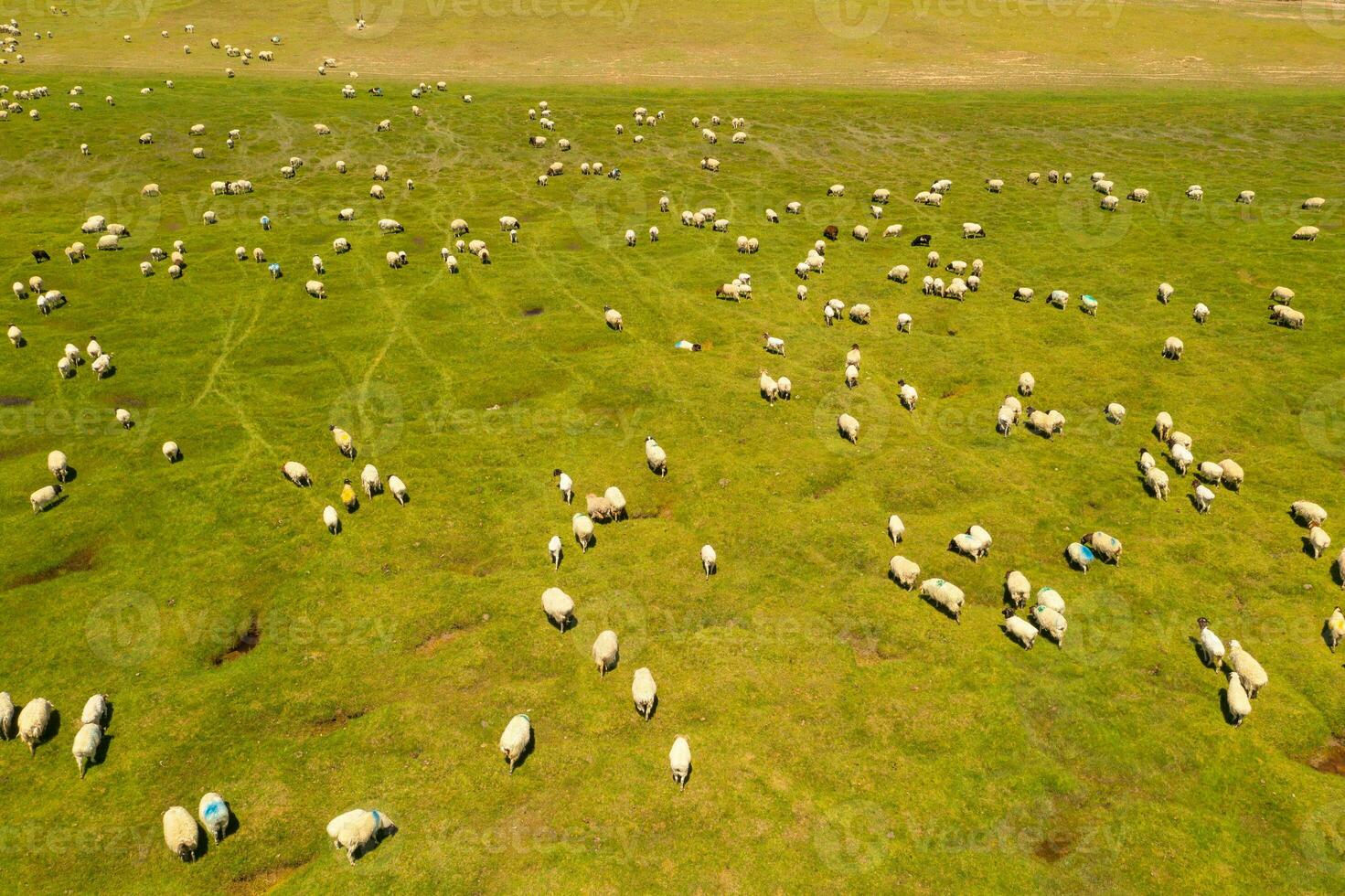 schapen Aan de prairie met blauw lucht. foto