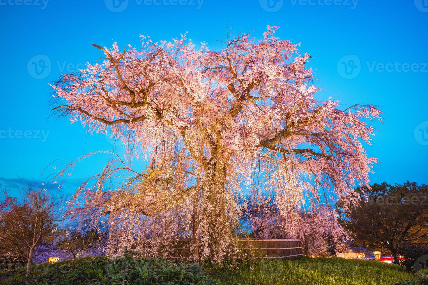 huilende kersenboom in maruyama park in kyoto, japan foto