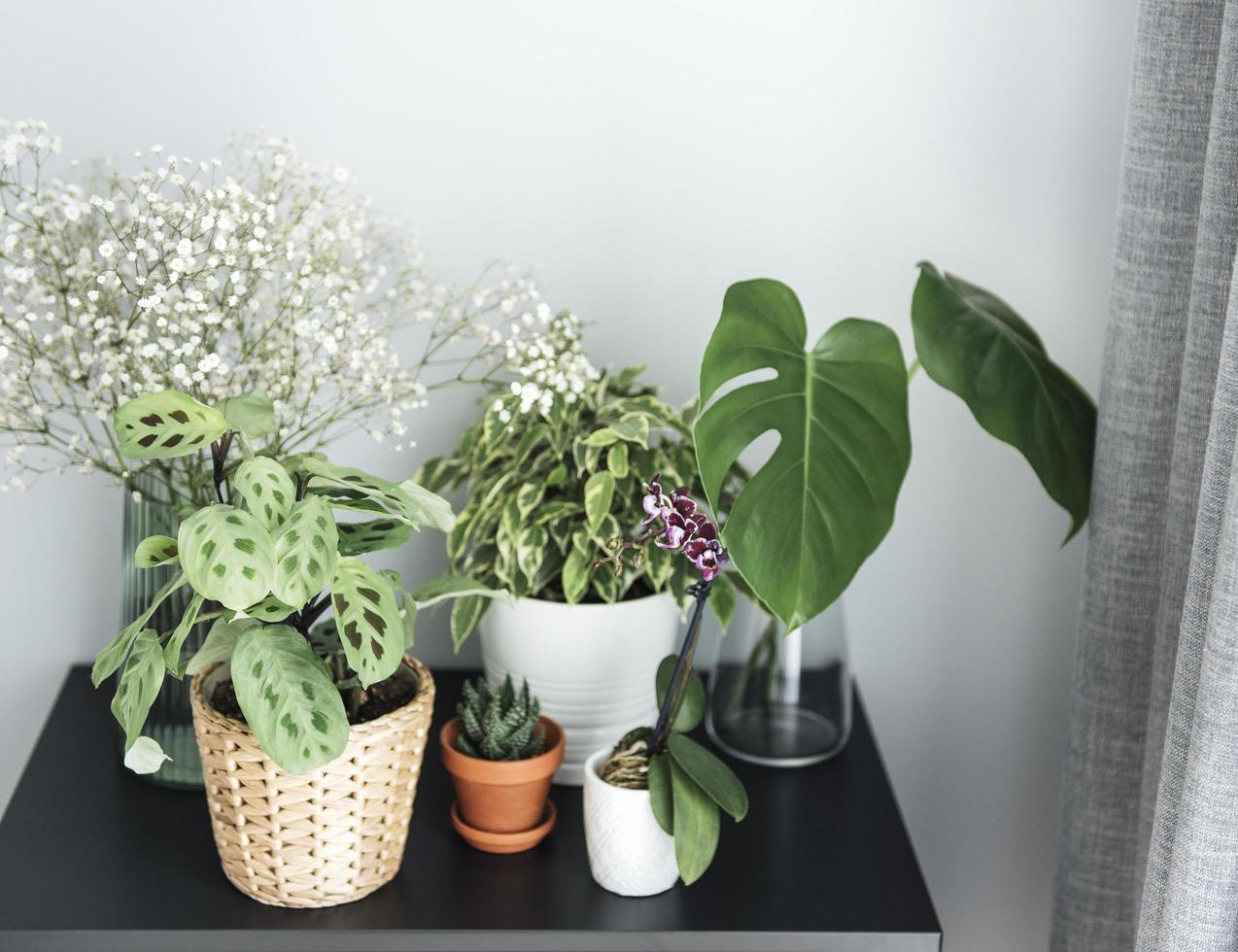 verschillende kamerplanten op tafel foto