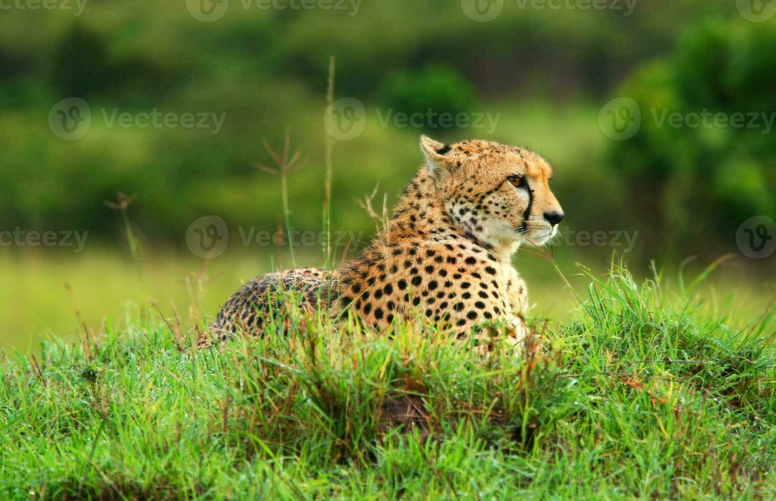 wild Afrikaanse Jachtluipaard foto