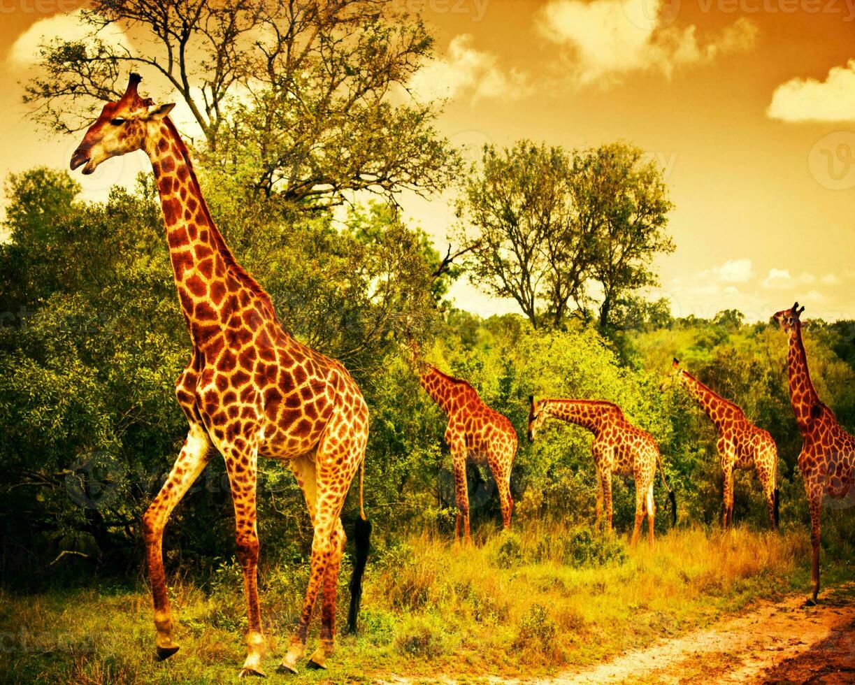 zuiden Afrikaanse giraffen foto