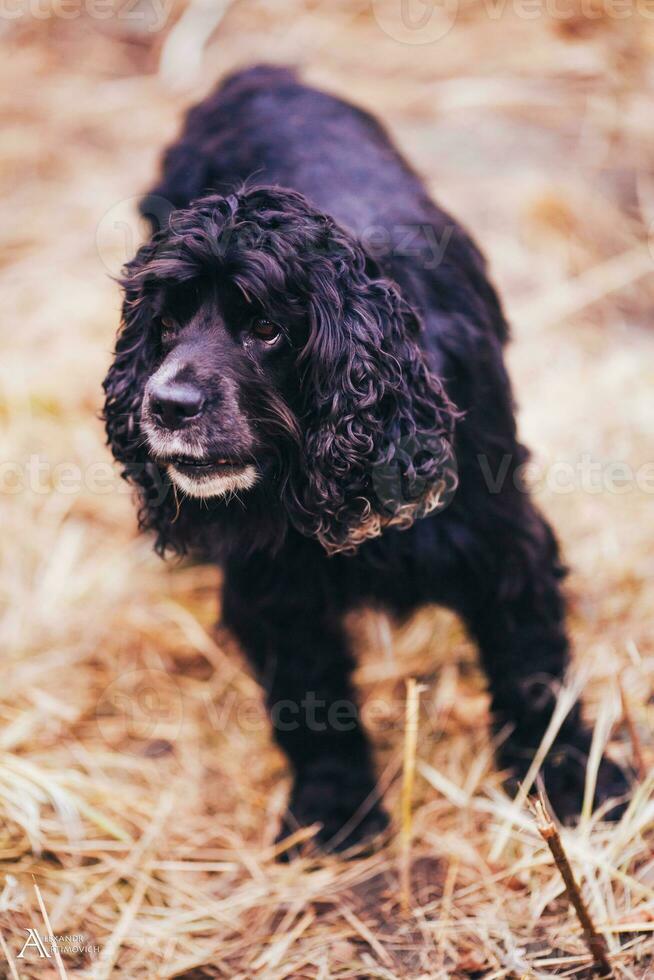 Engels cocker spaniel zwart hond foto