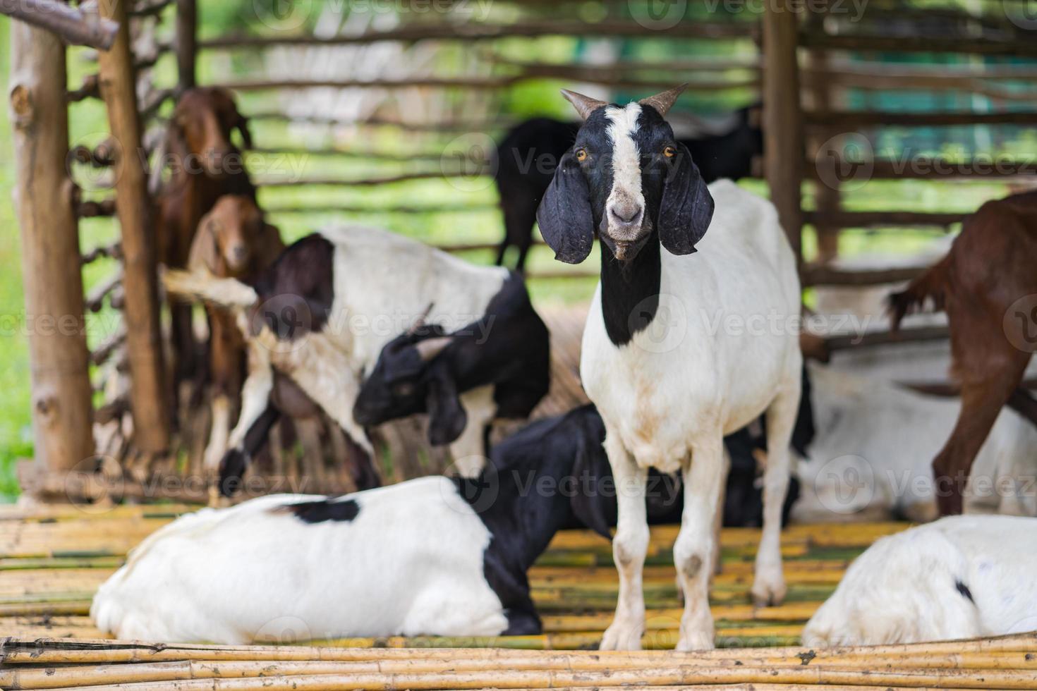 geit op boerderij foto