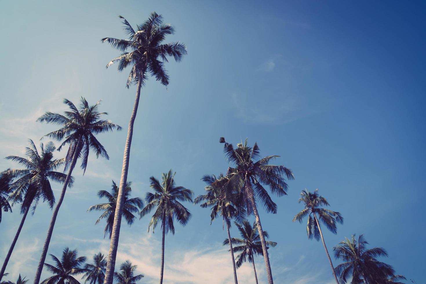 kokos palmboom foto