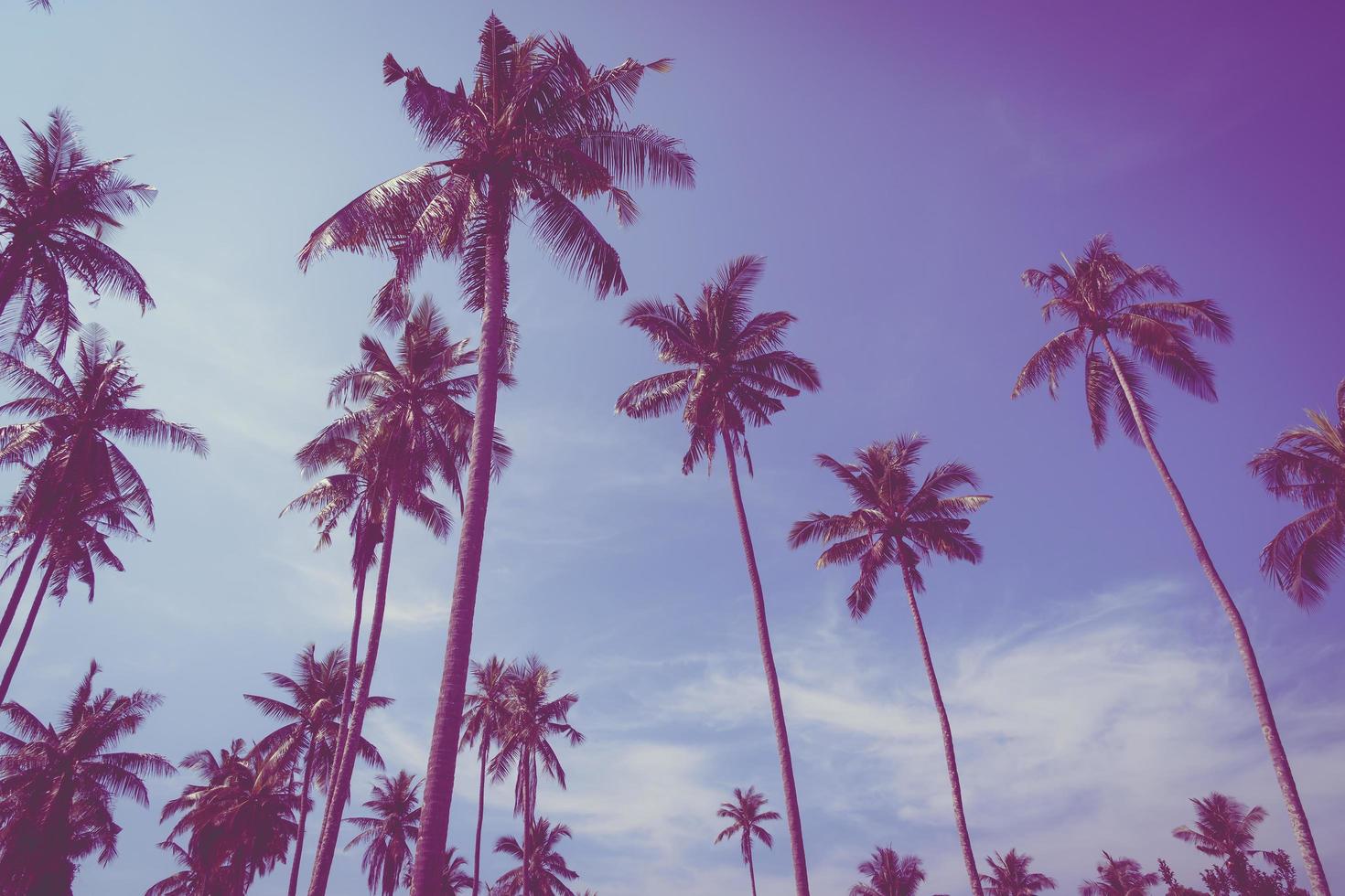 kokos palmboom foto