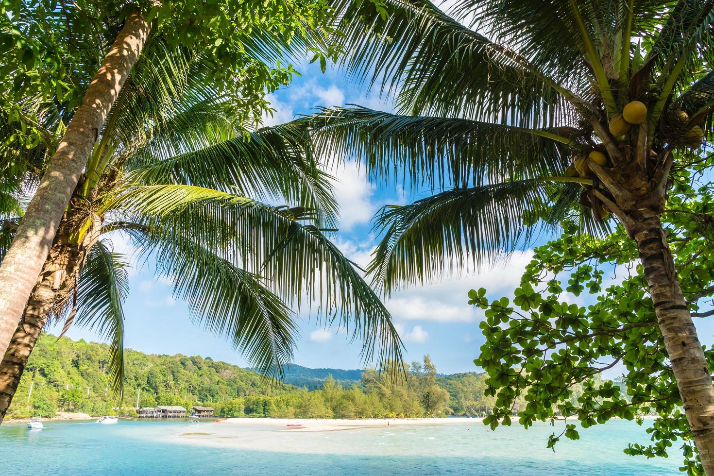 kokospalm op strand en zee foto