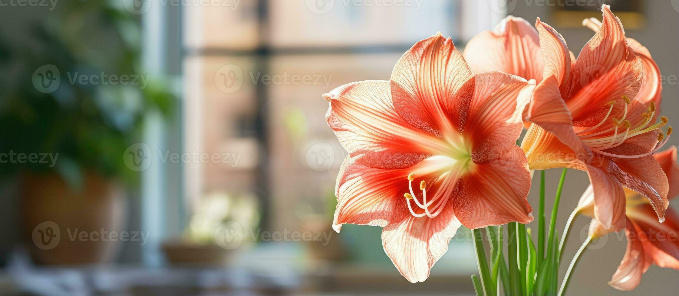 prachtig hippeastrum bloeiend binnenshuis of buitenshuis met oranje aderen Aan bloemblaadjes en stuifmeel gedekt meeldraden levendig dichtbij omhoog bloemen beeld inspirerend en opbeurend foto