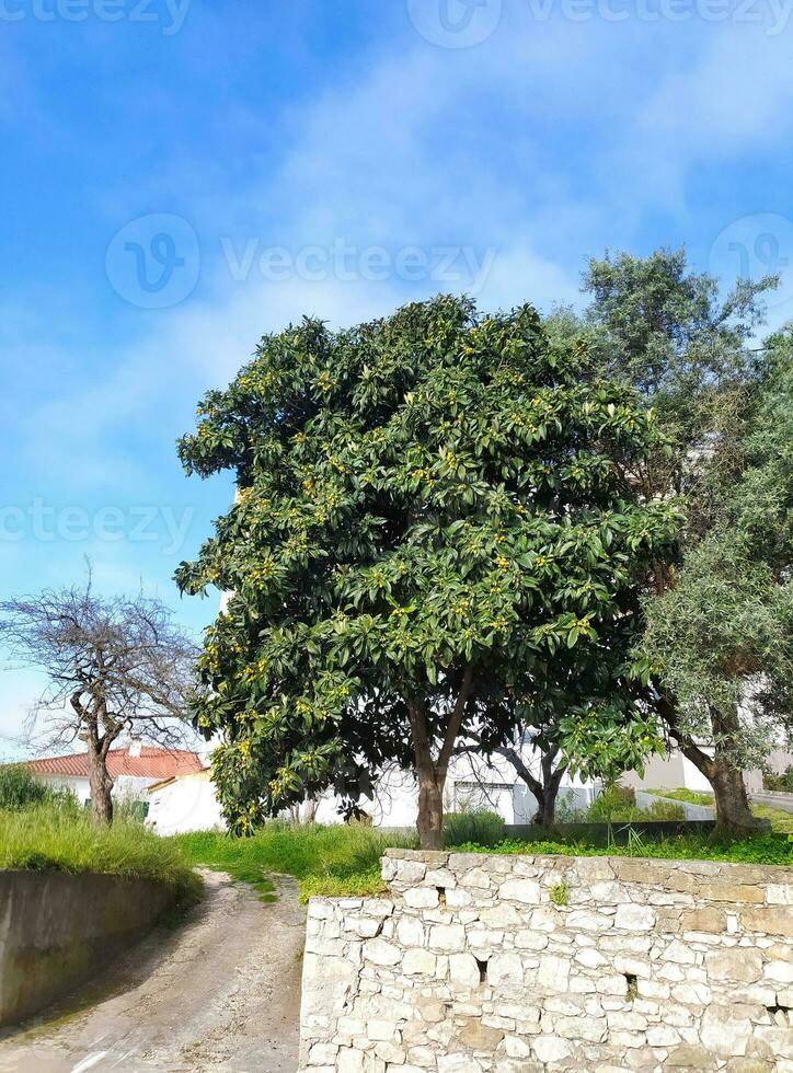 groot bomen loquat, natuur. mooi landschap met een boom. foto