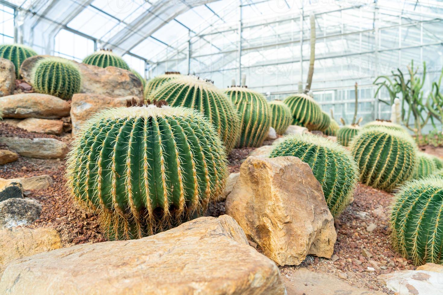 mooie cactus in tuin bij koningin sirikit botanische tuin chiang mai, thailand foto