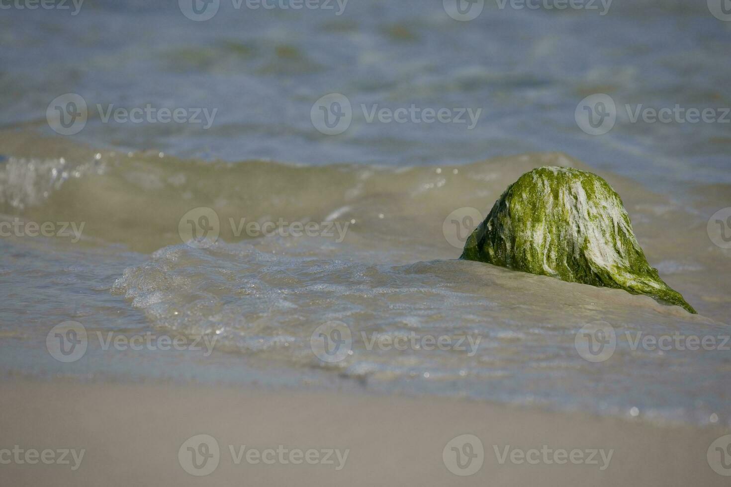 kust landschap met een kei overwoekerd met groen algen en golven van de zee in de achtergrond foto