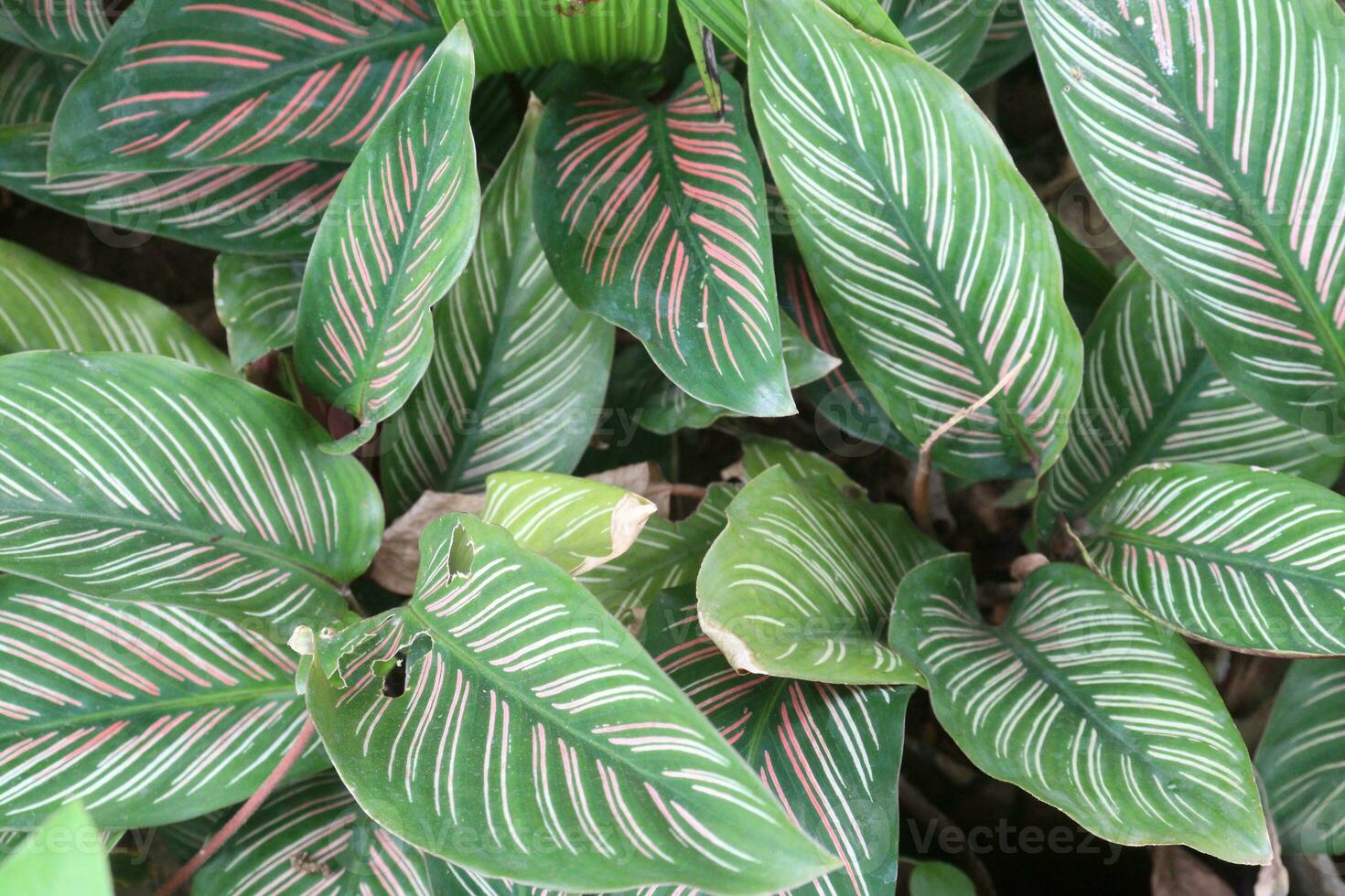 krijtstreep calathea blad fabriek Aan boerderij voor verkopen foto